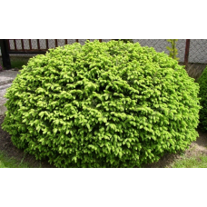 Ель обыкновенная (Pícea ábies Nidiformis)