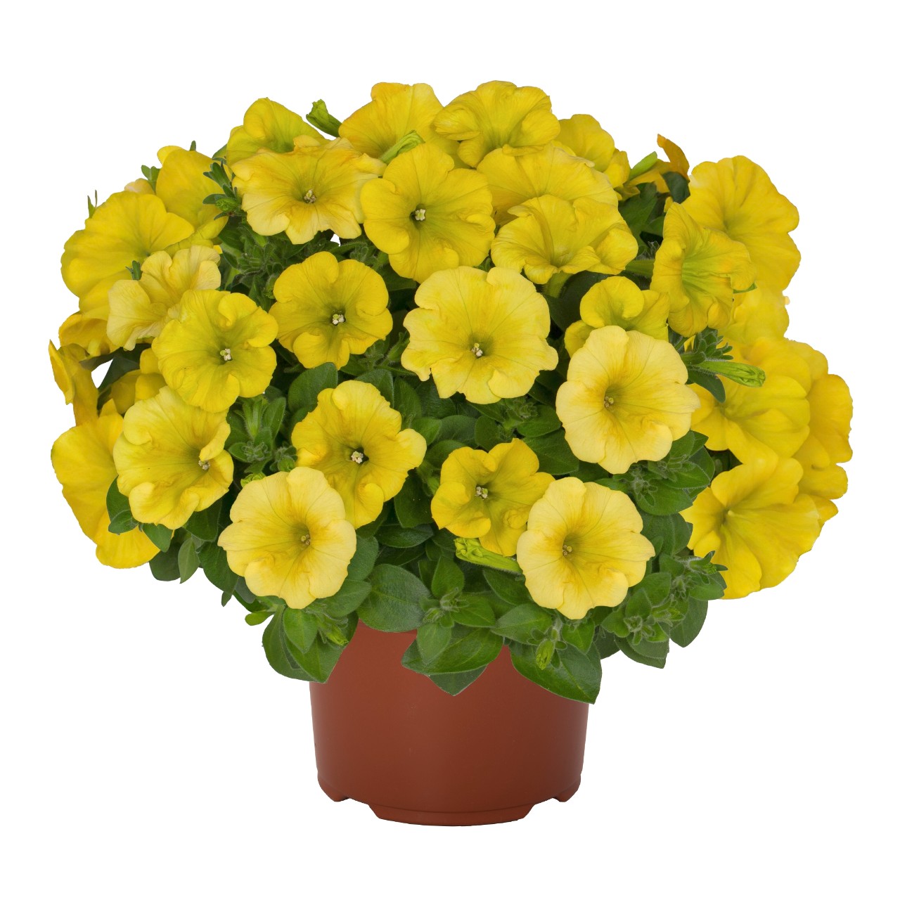 Петуния Potunia Canary Yellow