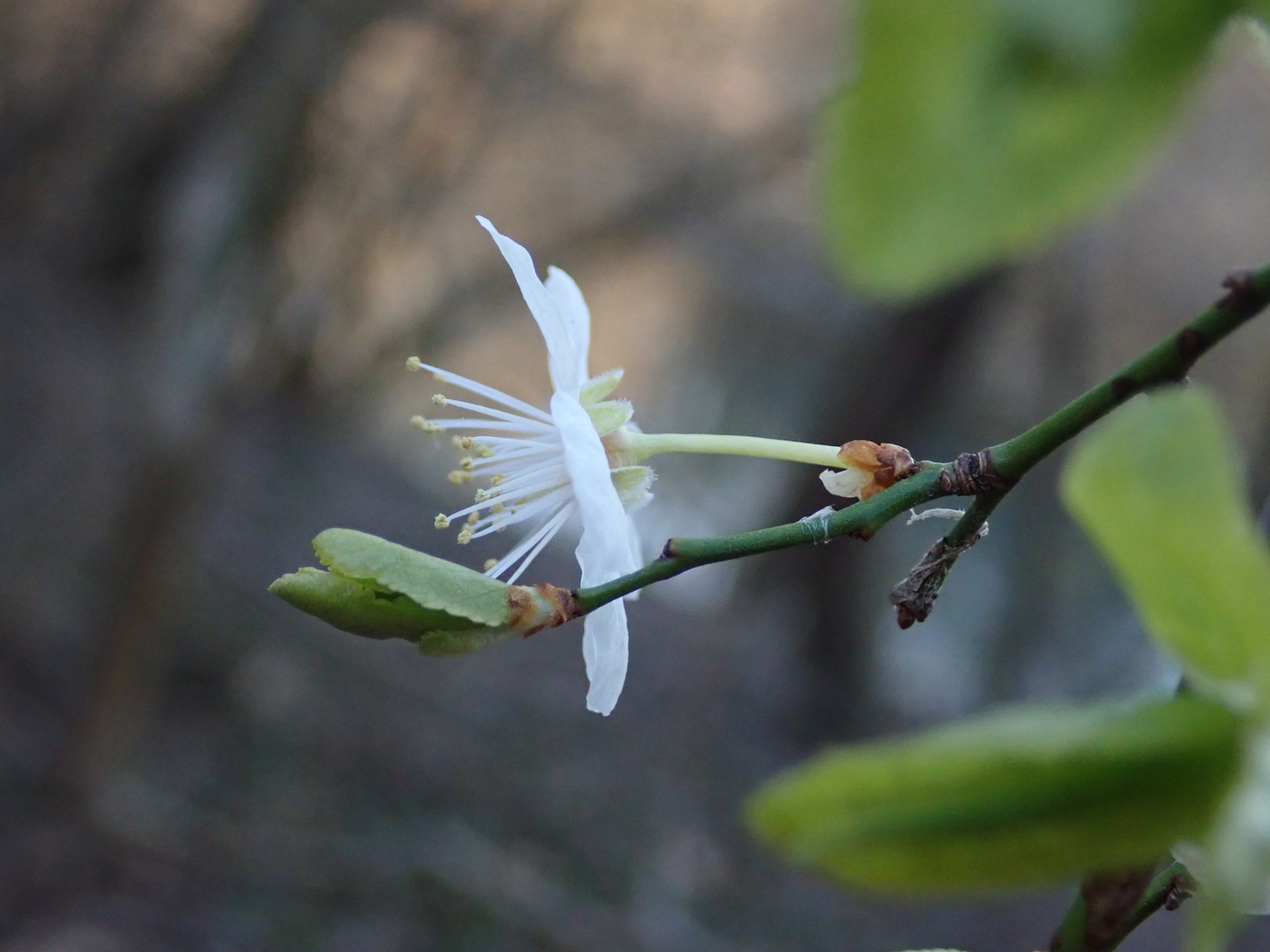 international backfill (iNaturalist): Prunus cerasifera