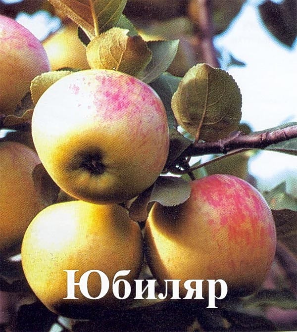 Яблоня "Юбиляр" Садоград 2хлетние саженцы