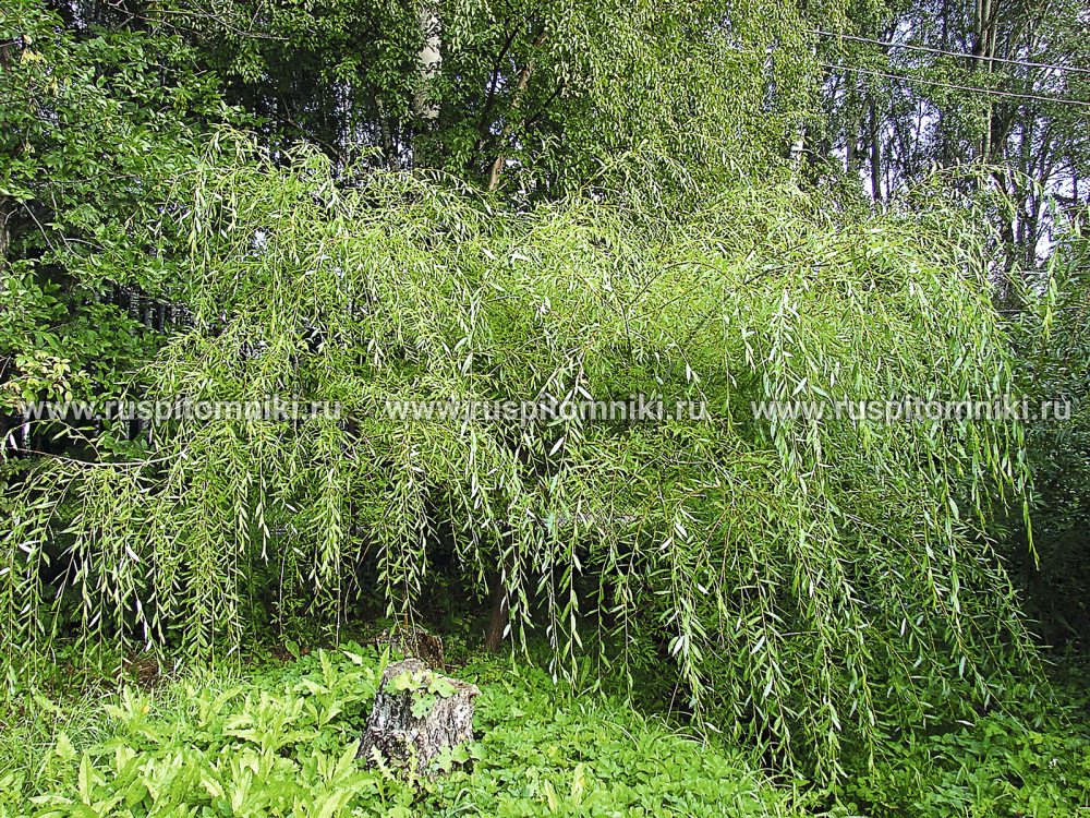 Ива росистая Pendula
