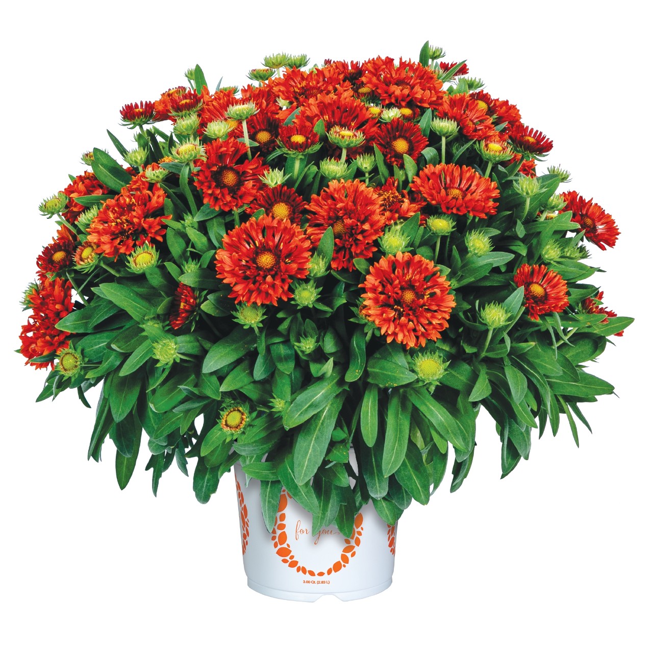 Гайлардия SpinTop Mariachi Red