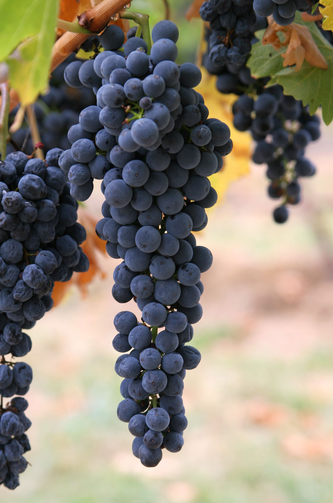 Виноград Syrah