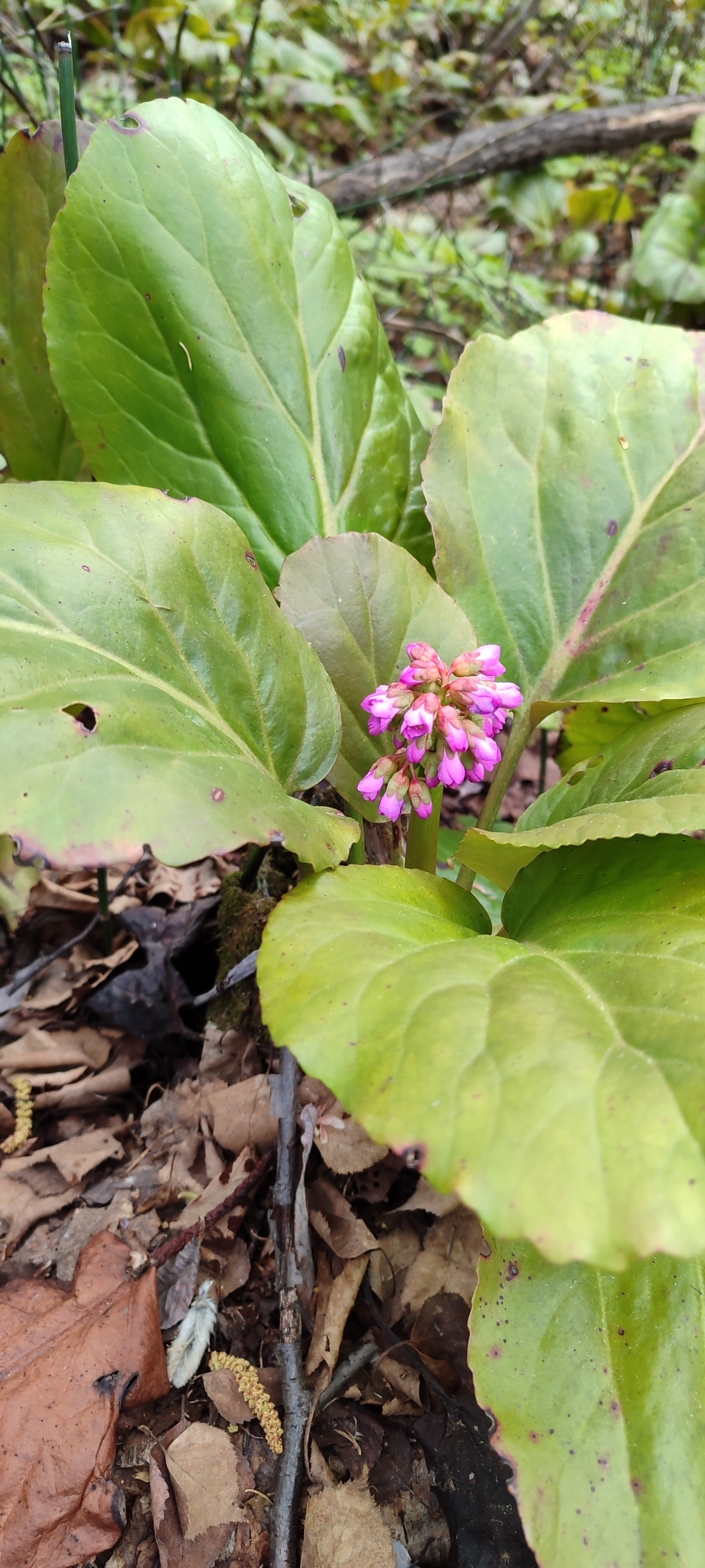 international backfill (iNaturalist): Bergenia