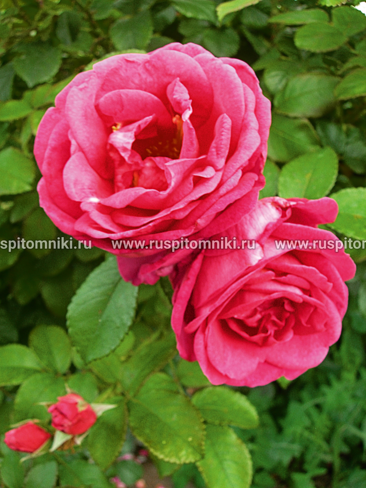 Современные кустарниковые розы Rose de Resсht’. P.