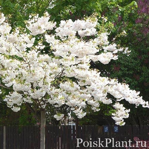 Вишня мелкопильчатая Shirotae