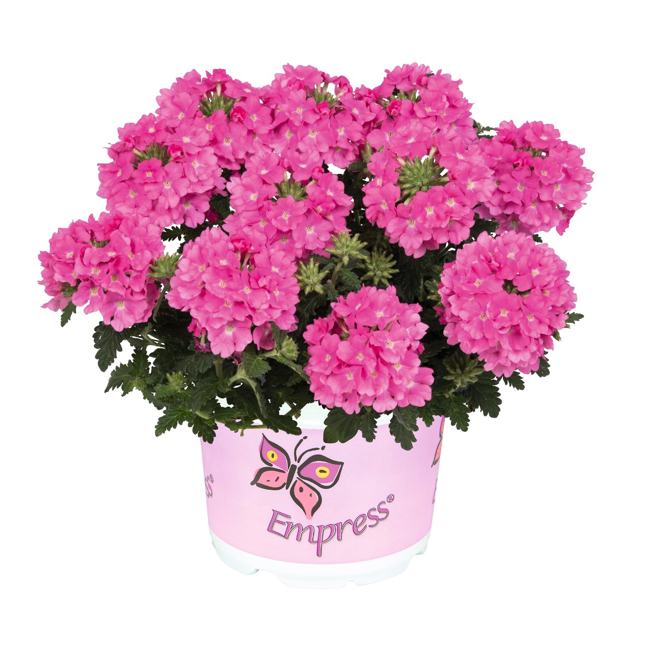 Вербена Empress Flair Pink