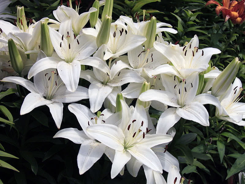 Лилия азиатская FantAsiatic White
