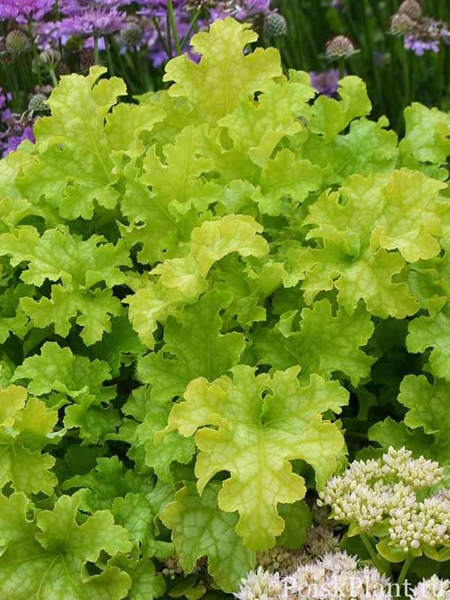 Гейхера гибридная Lime Ruffles