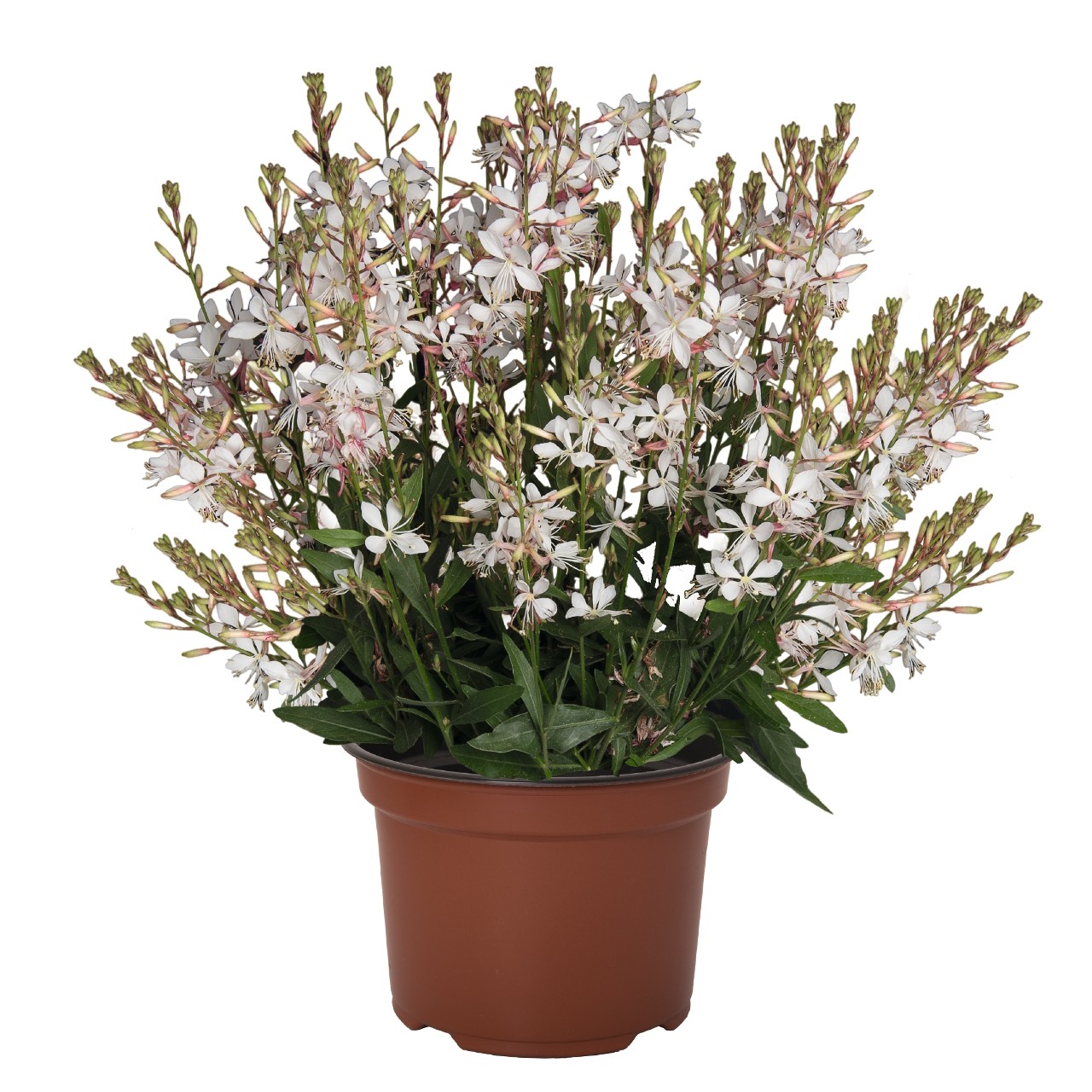 Гаура Graceful White