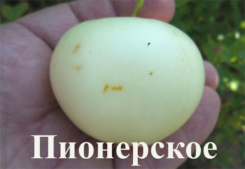 Яблоня "Пионерское" Садоград 2хлетние саженцы