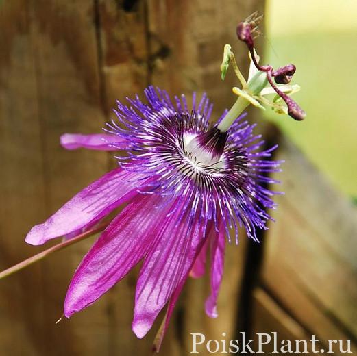 Пассифлора гибридная Amethyst