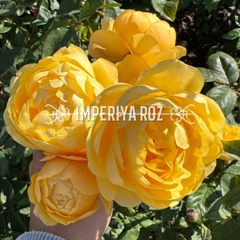 Роза Грехем Томас