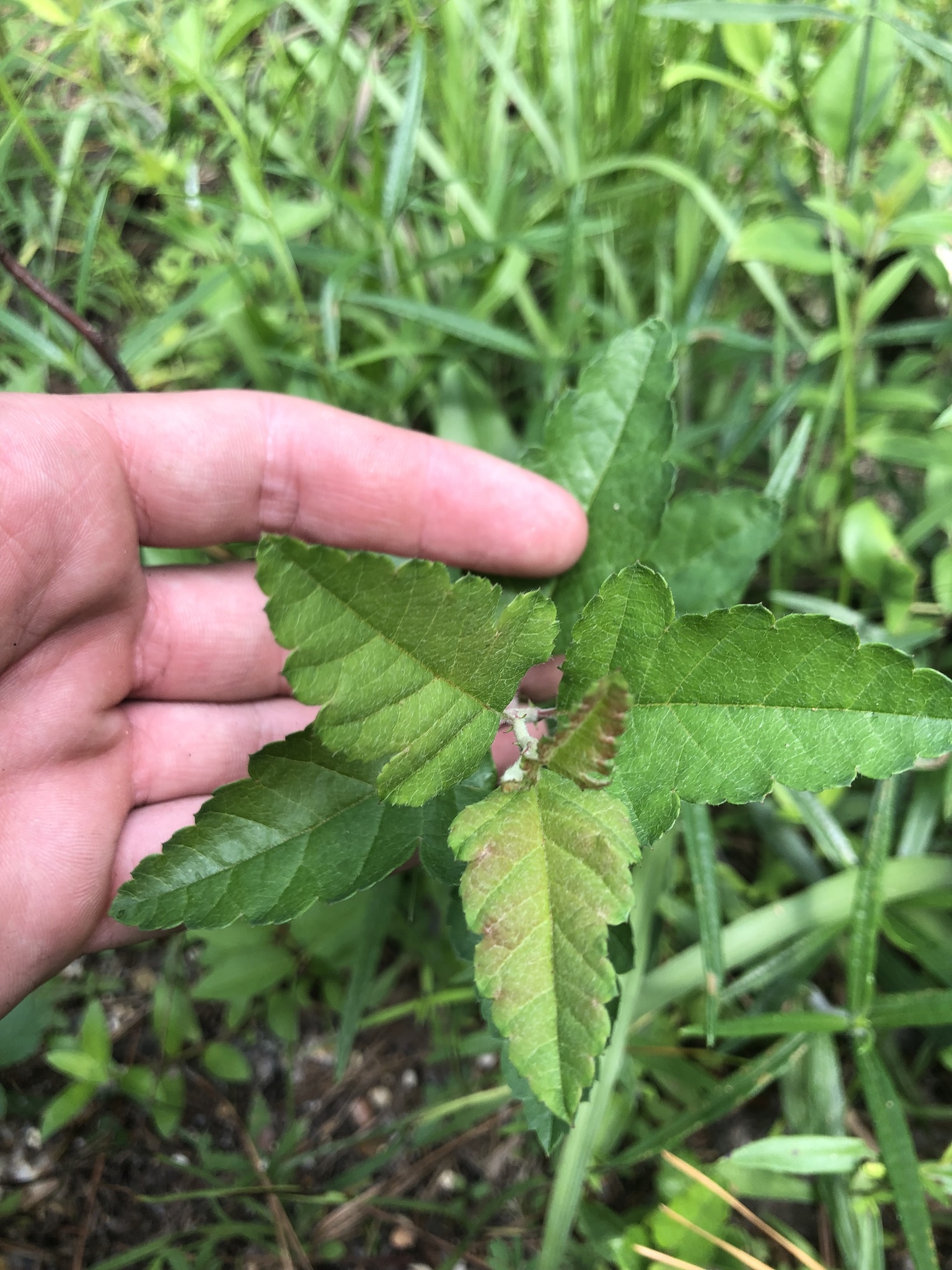 international backfill (iNaturalist): Malus
