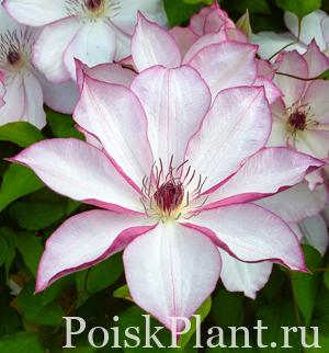 Клематис крупноцветковый Omoshiro