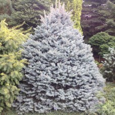 Ель колючая (Pícea pūngens Glauca Compacta)