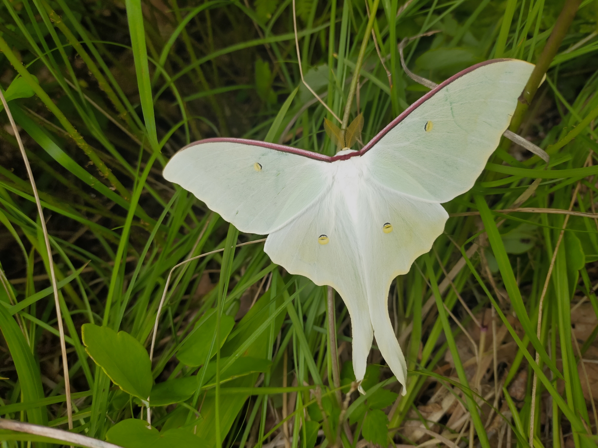 international backfill (iNaturalist): Artemis
