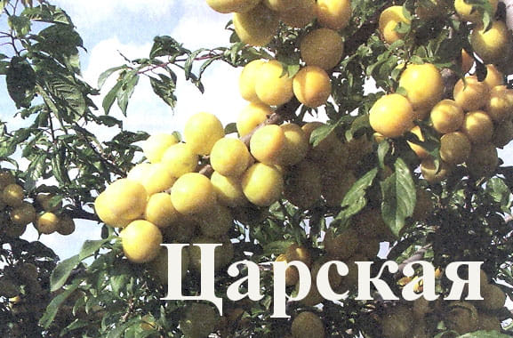 Алыча Царская
