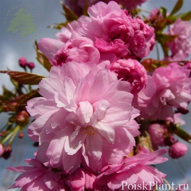 Вишня мелкопильчатая Kiku-shidare-zakura