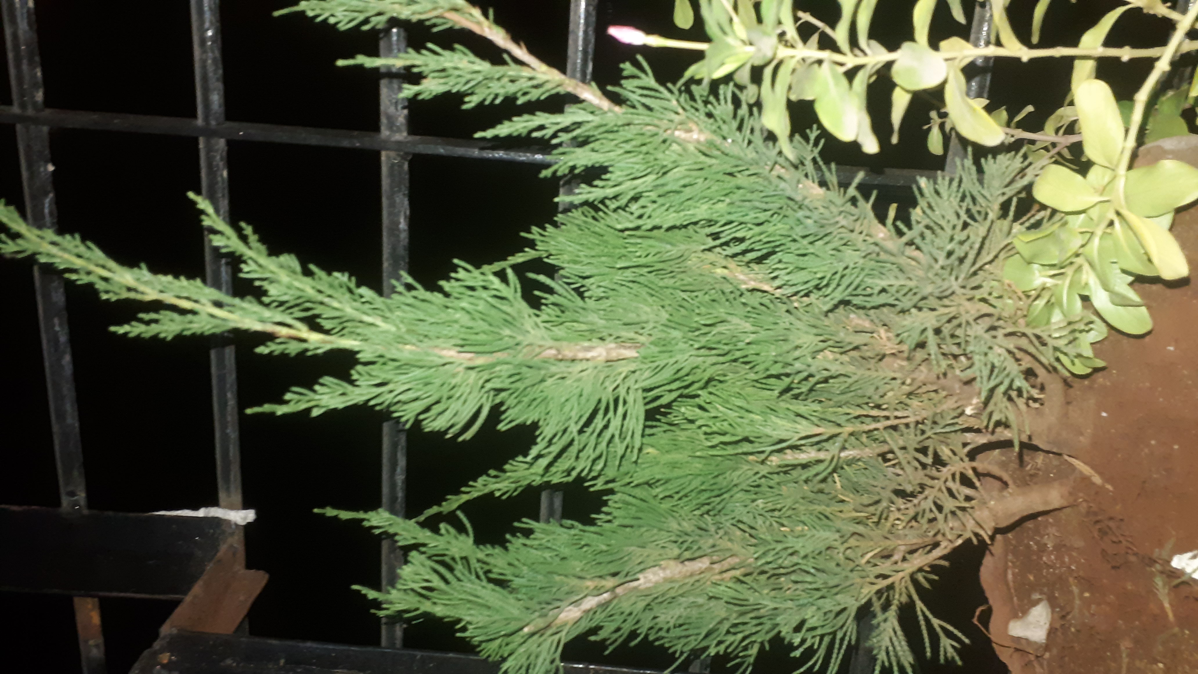 Можжевельник китайский Plumosa