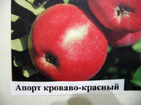 Яблоня Апорт кроваво-красный