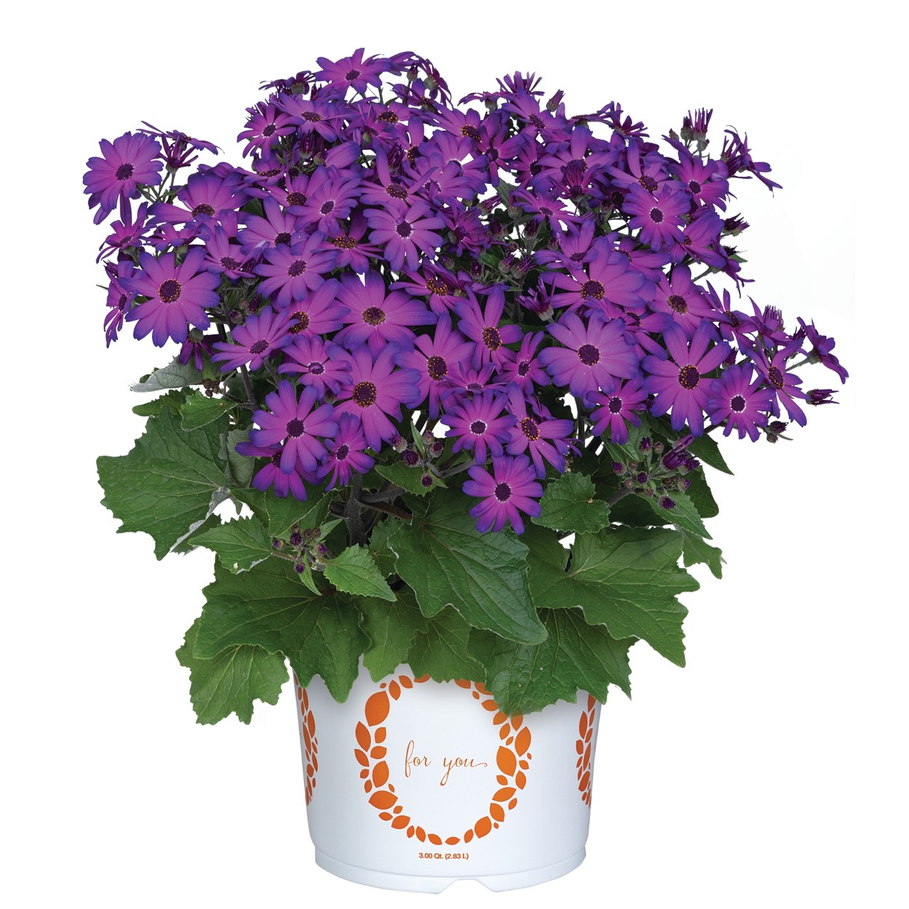 Перикаллис Mandala Plus Magic Purple