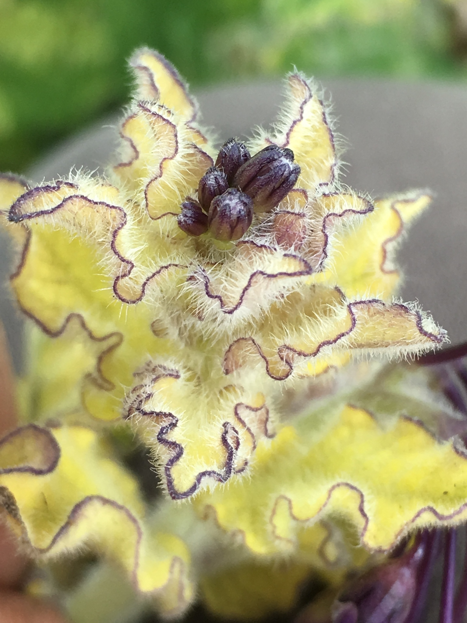 international backfill (iNaturalist): Solanum