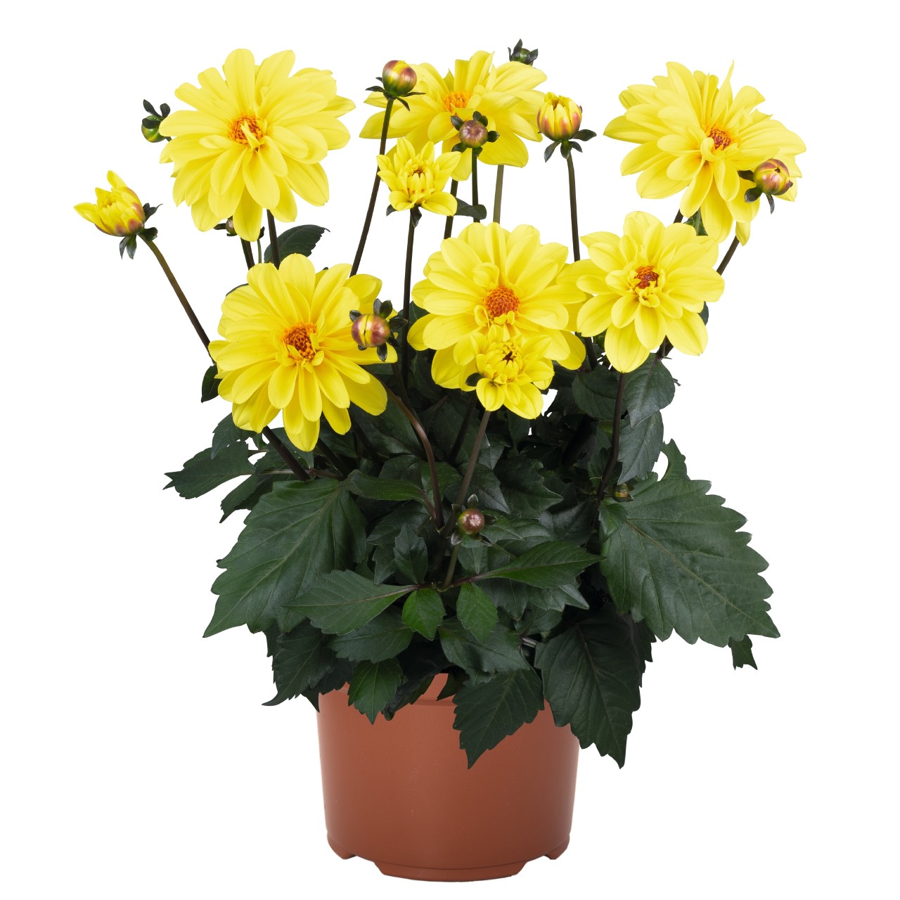 Георгина Revelation Yellow