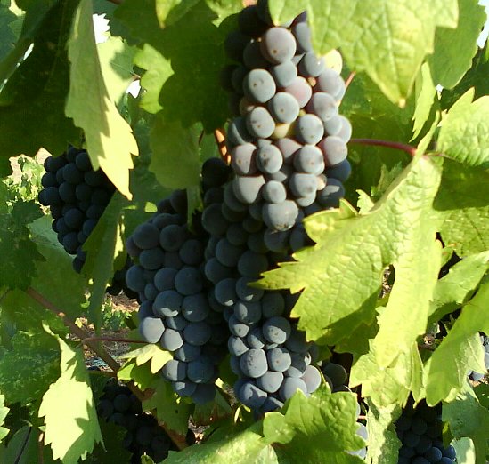 Виноград Zinfandel