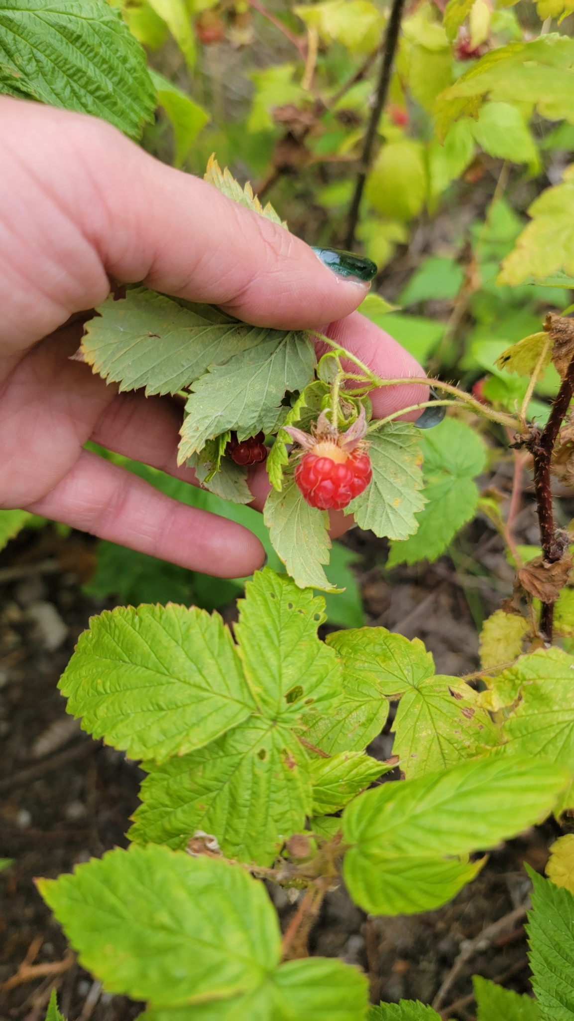 international backfill (iNaturalist): Rubus idaeus