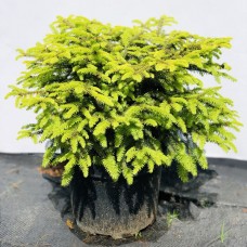 Ель обыкновенная Нидиформис (Nidiformis) 20-30 см