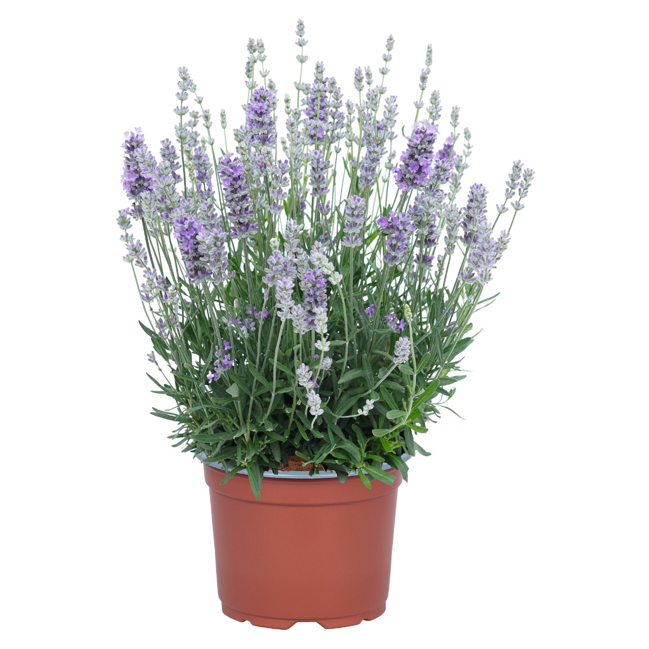 Лаванда angustifolia La Diva Sky Blue 01
