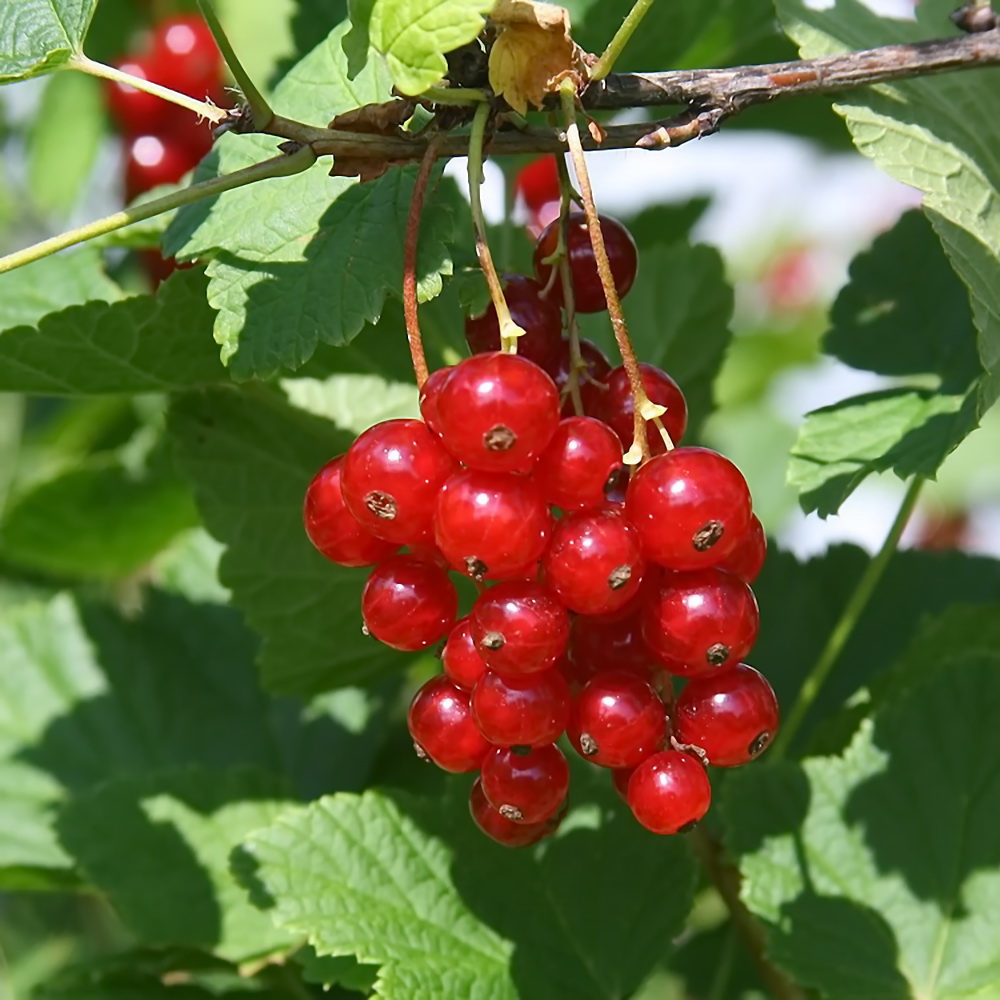 smorodina-ribes-krasnaya