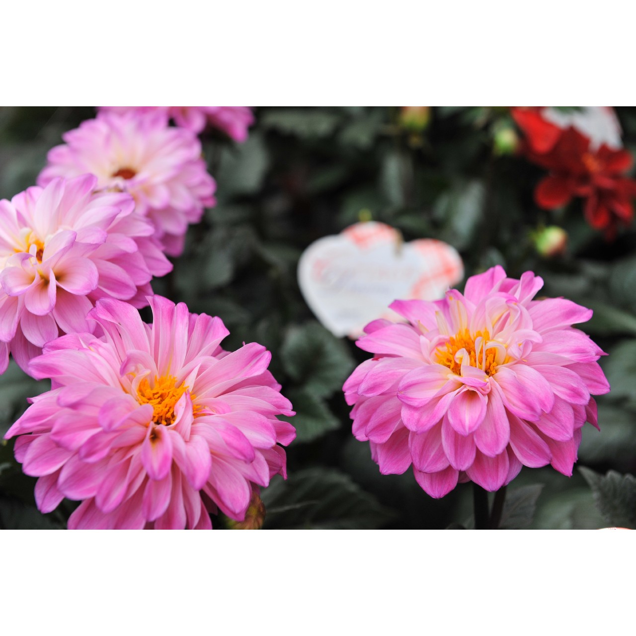 Георгина Temptation Pink Bicolor