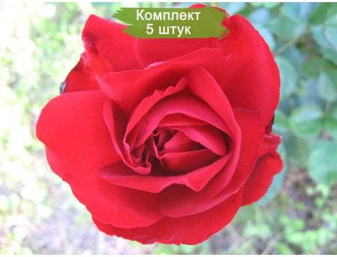 Роза Лили Марлен