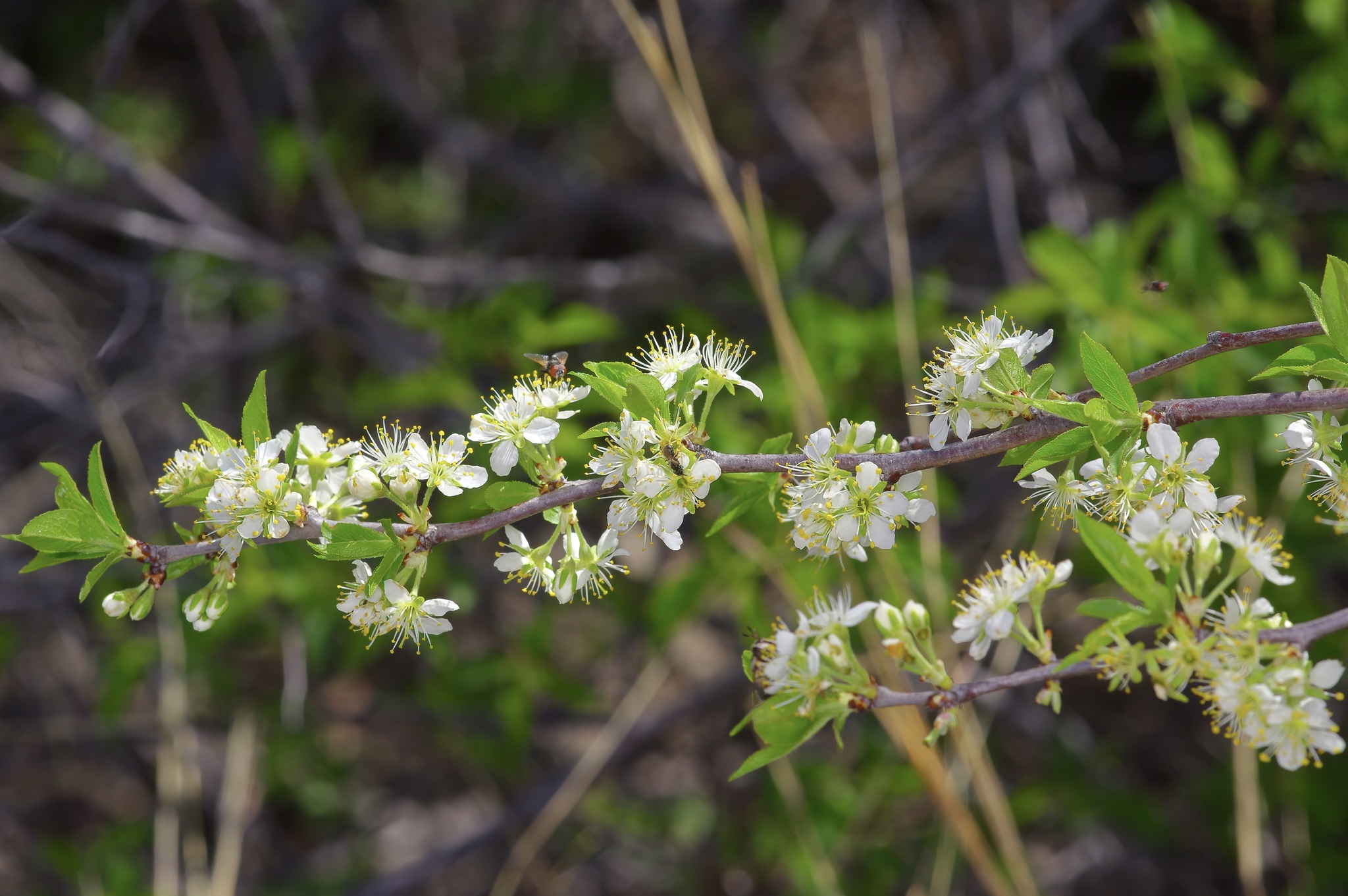 international backfill (iNaturalist): Prunus