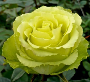 Роза Лимбо