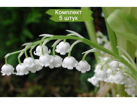 Ландыш садовый Грандифлора