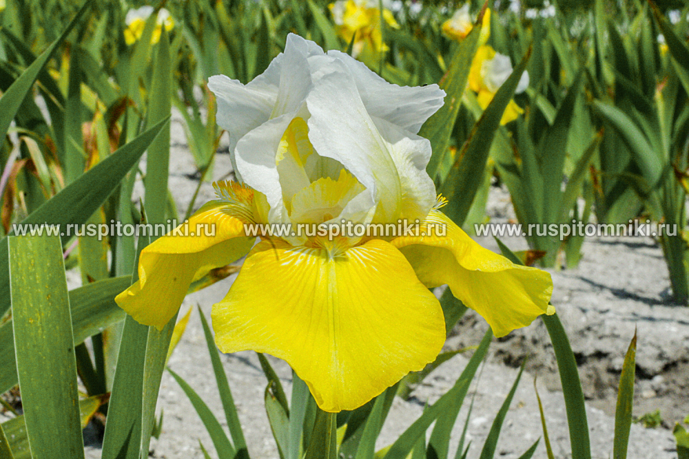 Высокие бородатые ирисы Tulip Festival (W. Clough, 1975)