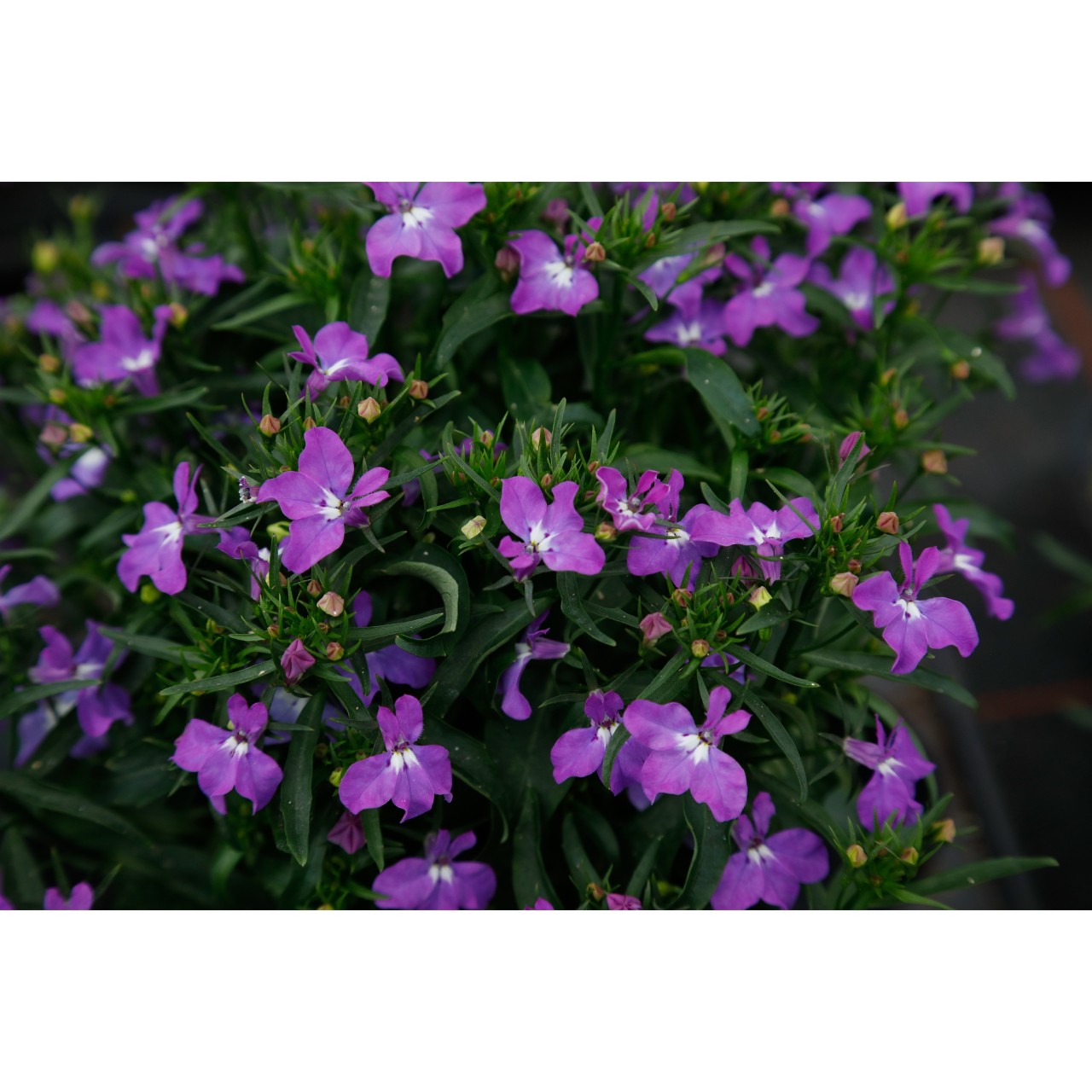 Лобелия Bella Purple