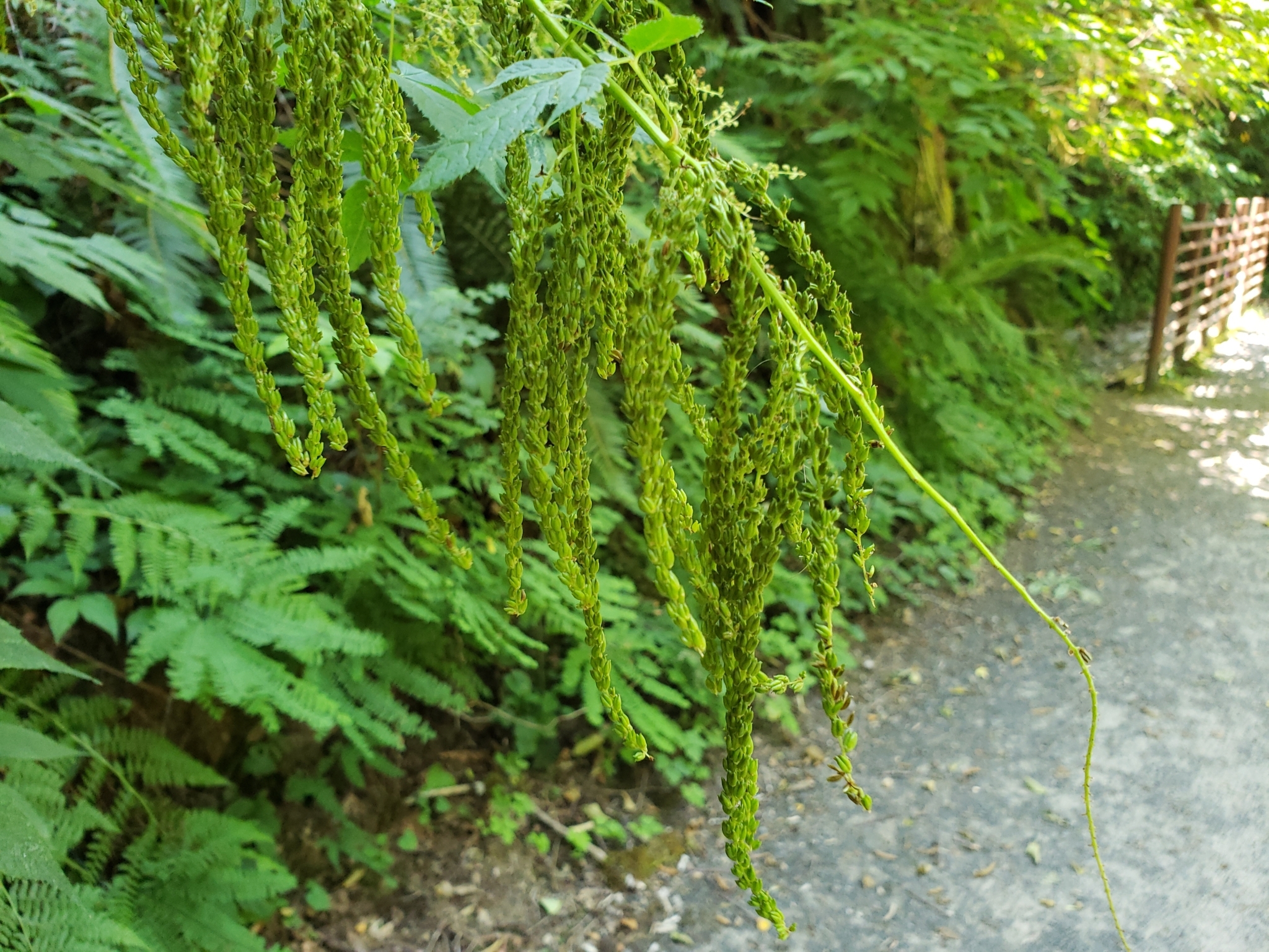 international backfill (iNaturalist): Aruncus
