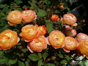 Роза Леди Эмма Гамильтон