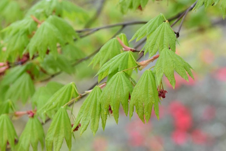 Клен пальмолистный Vitifolium