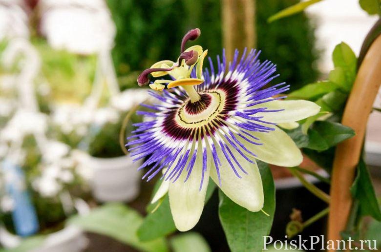 Пассифлора виноградолистная Blue Bouquet