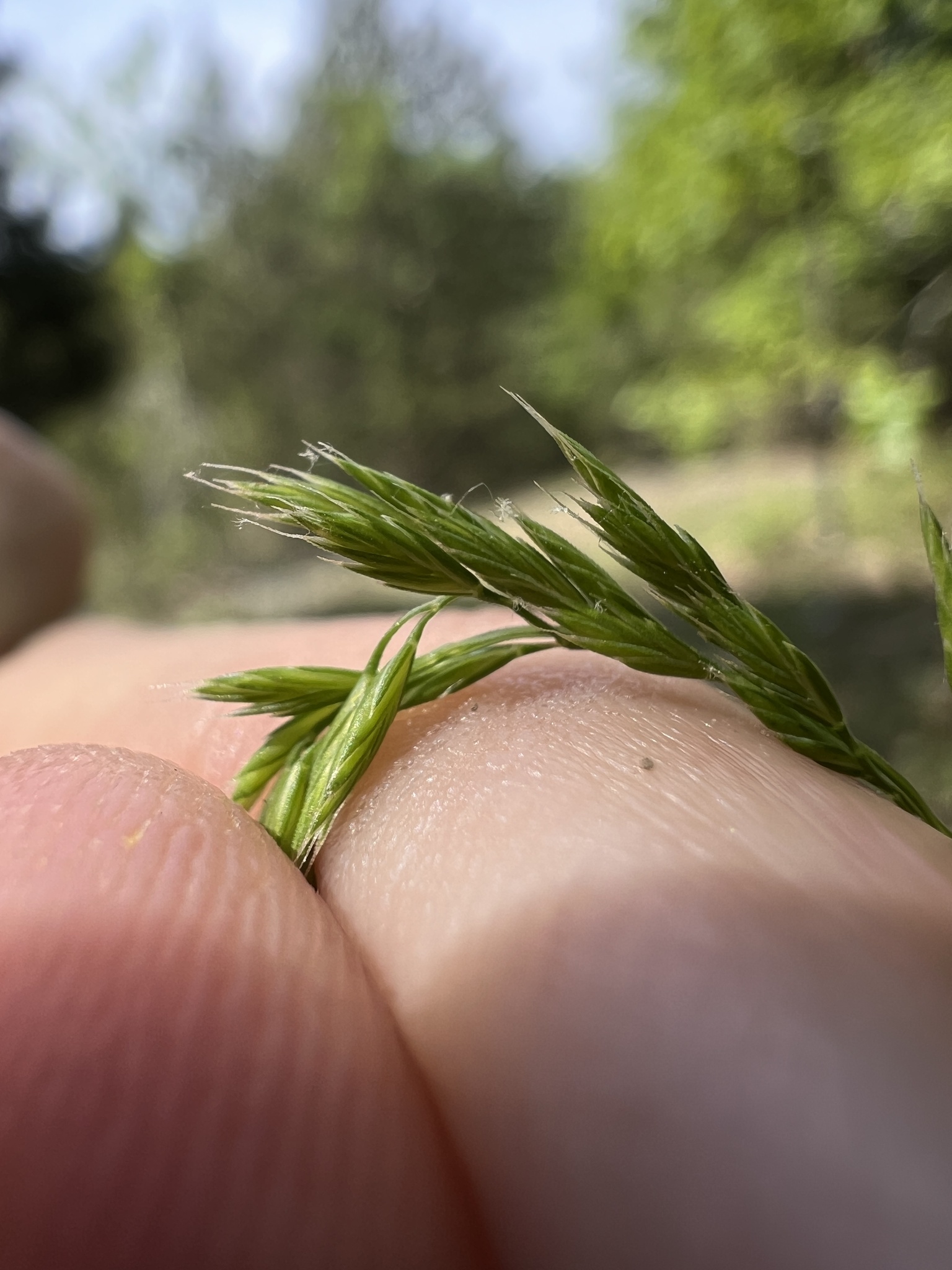 international backfill (iNaturalist): Festuca glauca