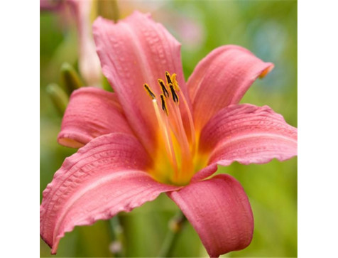 Лилейник Пинк Дамаск (Pink Damask)