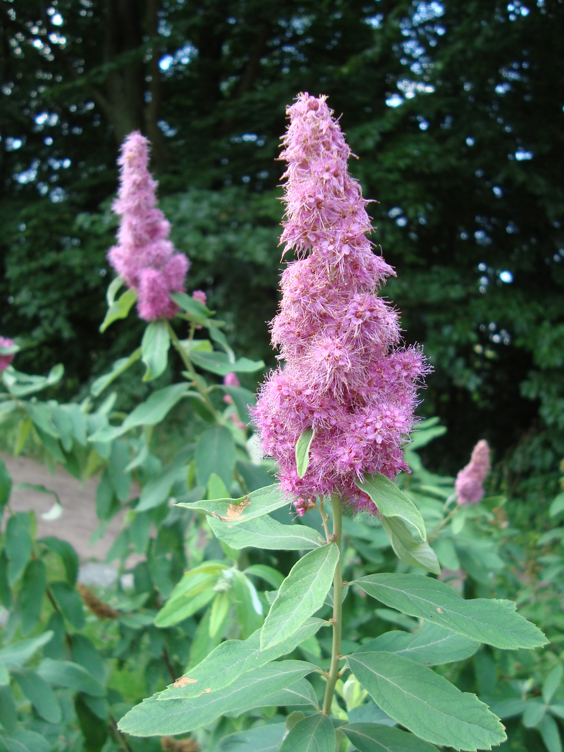 Спирея Дугласа (Spiraea douglasii)