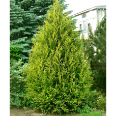 Туя западная (Thuja occidentalis Aureospicata)