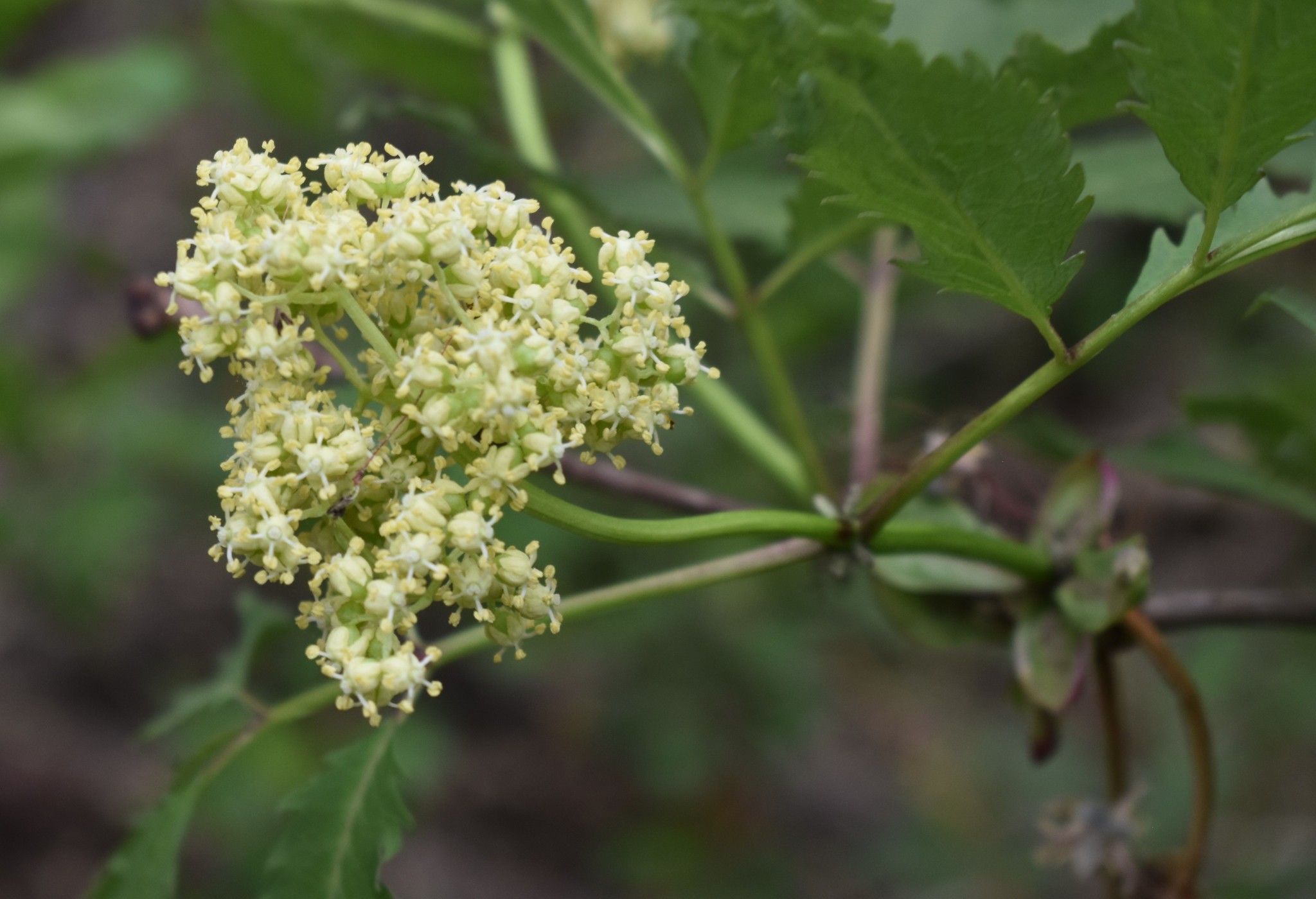 international backfill (iNaturalist): Sambucus