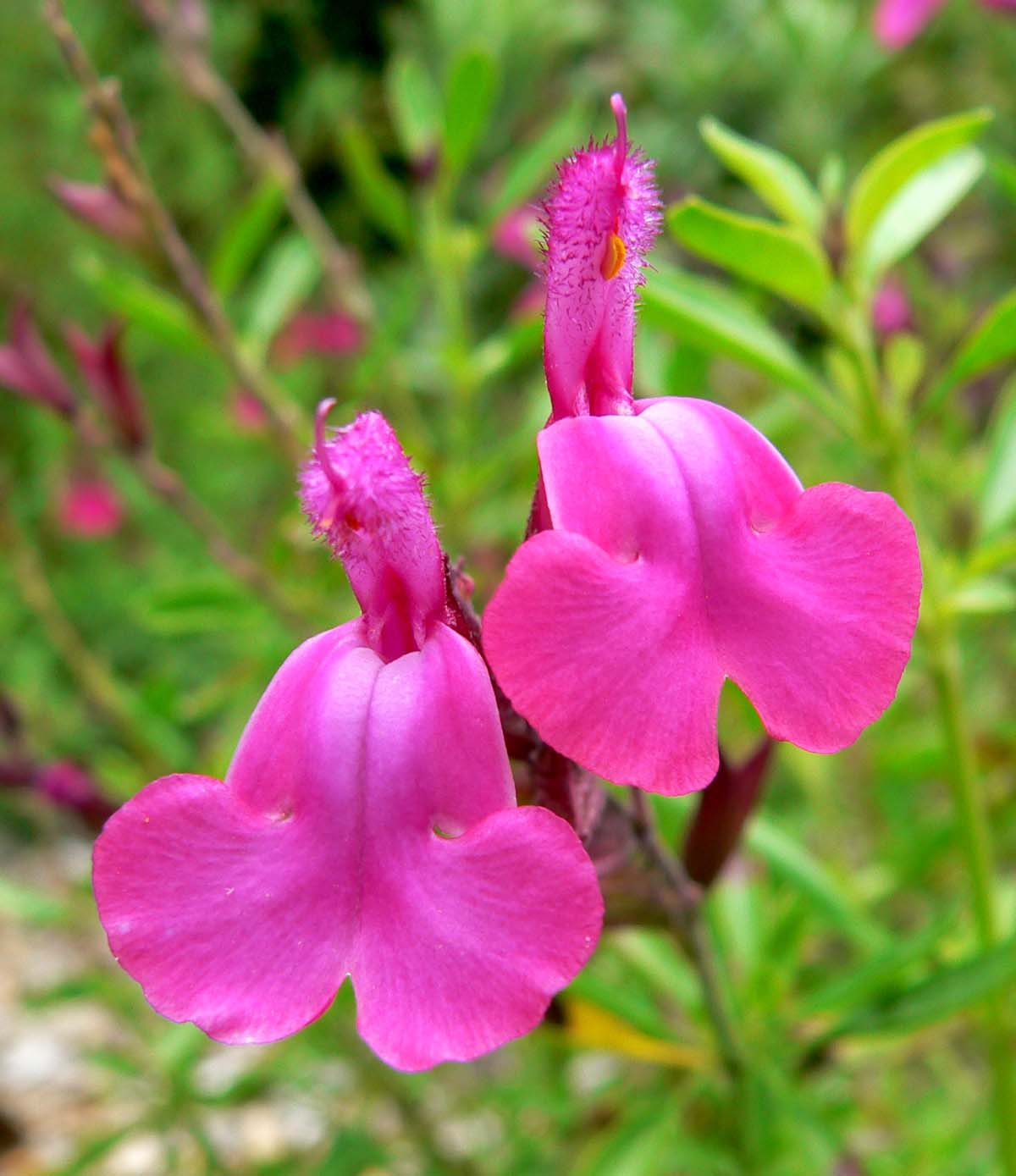 Сальвия осенняя Mirage Rose Bicolor